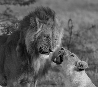 Love Snarls