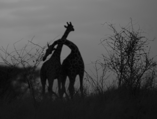 Courting