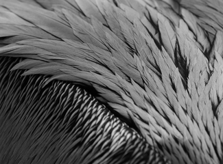 Feathers