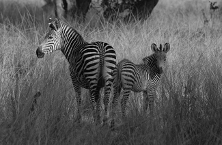 Zebra