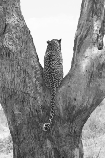 Leopard Tree
