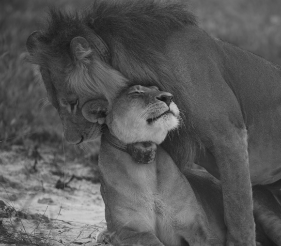 Lion Couple