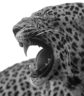 Leopard