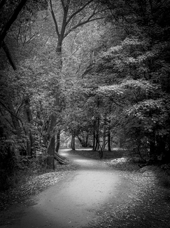 Into the Forest