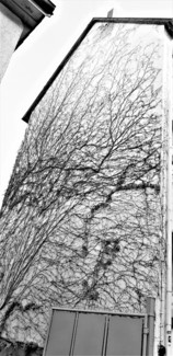 WallTree