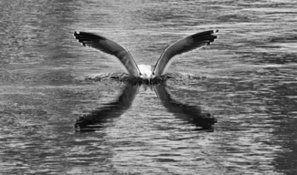 Antarctic "X" Factor