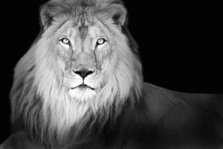 The King