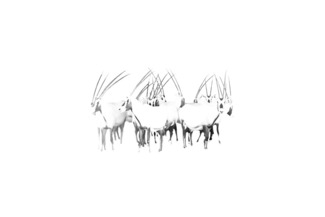 Herd