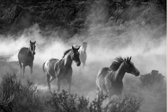 Running Horses