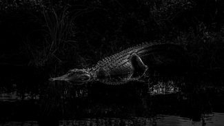 Aligator #1