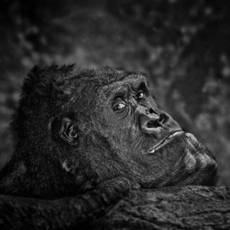 Ape
