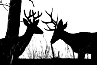 Mule Deer