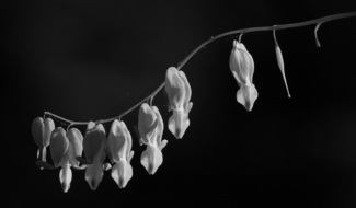 All in a row