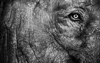 Eye Of Ivory