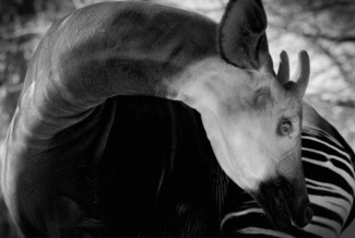 Okapi