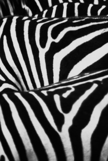 Zebra Strip