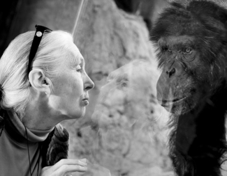 Jane Goodall