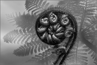 Koru