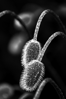 Pods