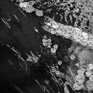 Water Lilies in Black River