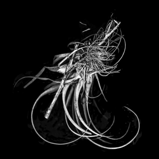 Air Plant