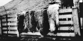 Sheepskins