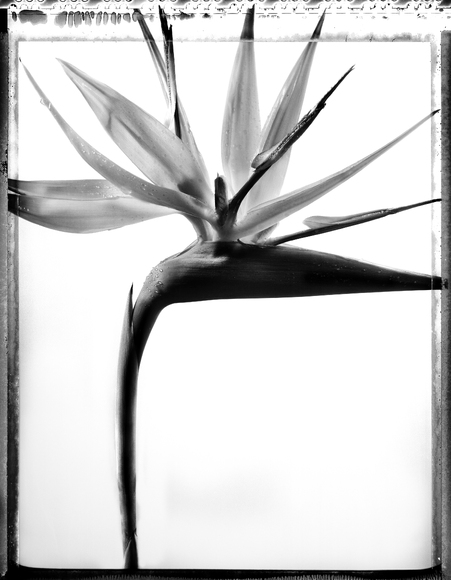 The last Poriod from: Plant #22