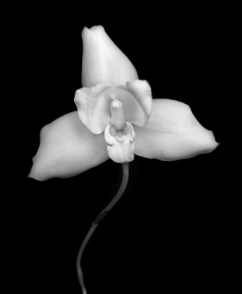 Orchis - Fotanical 