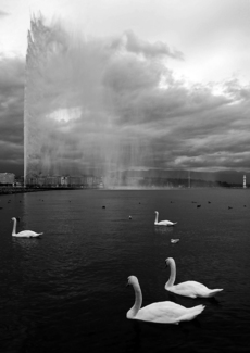Geneva Swans