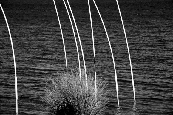 Reeds