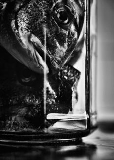 Cut Fish Heads in a Glass Vase
