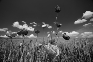 Red Poppies With Blue sky and White Clouds