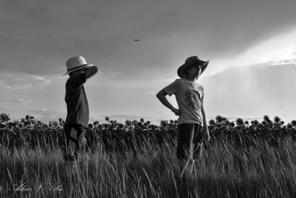 The beauty fields of the sunflowers