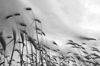 Waving grain