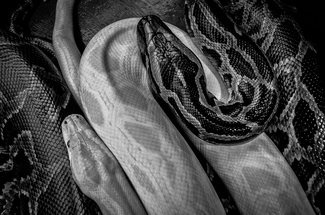 Snakes