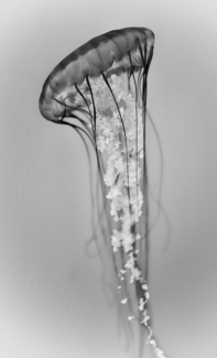 Icon of Elegance