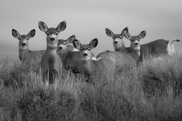 Band Of Mothers