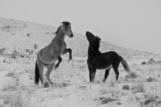 Winter Warriors
