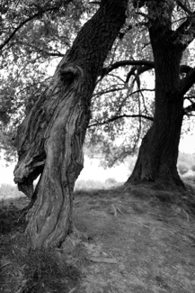 Old Tree