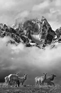 Elk Herd