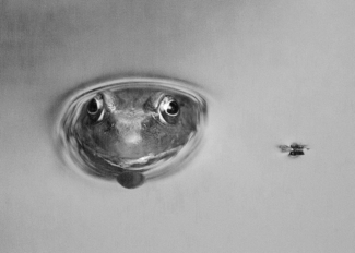 Froggy
