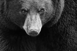 Black Bear, Minnesota
