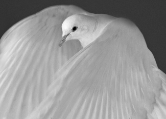 dove (2)