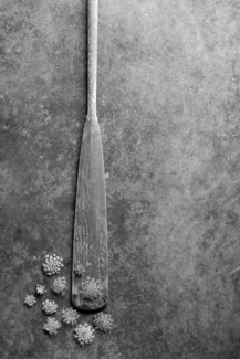 Oar with Queen Anne's Lace