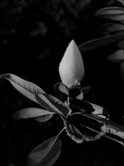 magnolia bud on tree