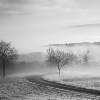 Fog and trees with road
