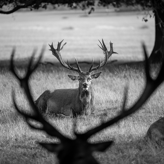 Staring Competition