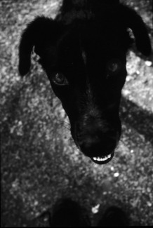 Black dog