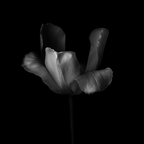 Tulip