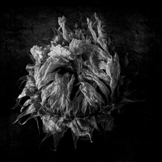 Dead Flower